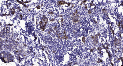 Rad18 (phospho-Ser403) rabbit pAb