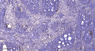 Rad17 (phospho-Ser635) rabbit pAb