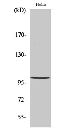 NFκB-p105 (phospho Ser893) rabbit pAb