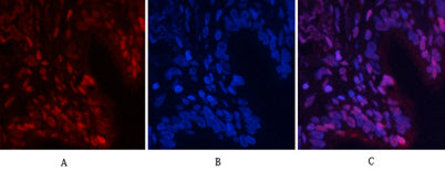 NFκB-p65 (phospho Ser529) rabbit pAb