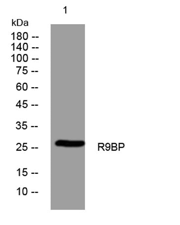 R9BP rabbit pAb