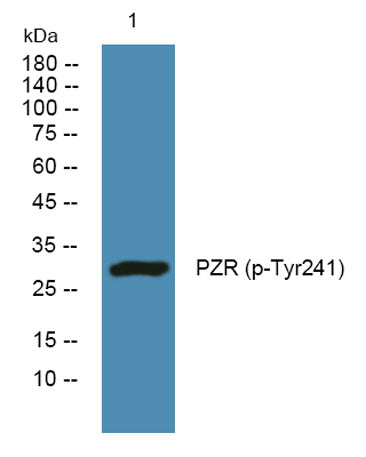 PZR (phospho-Tyr241) rabbit pAb