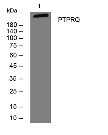 PTPRQ rabbit pAb