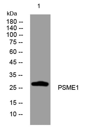 PSME1 rabbit pAb