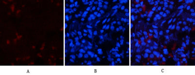 p53 (phospho Thr18) rabbit pAb