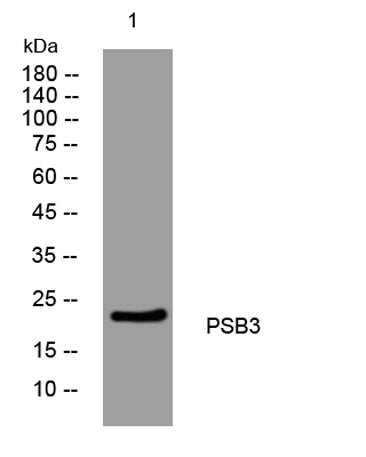 PSB3 rabbit pAb