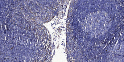 Prokineticin-1 Rabbit pAb