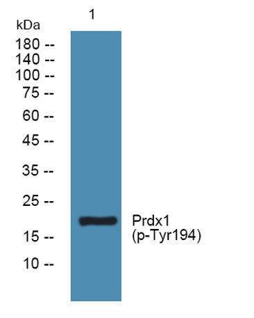 Prdx1 (phospho-Tyr194) rabbit pAb