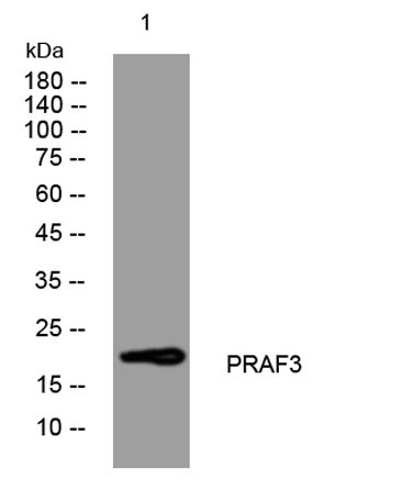 PRAF3 rabbit pAb