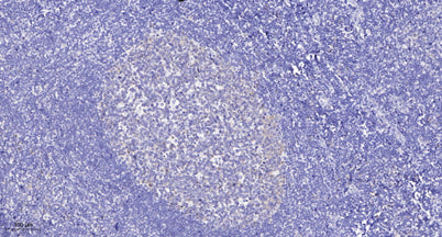 PPIG (phospho-Ser376) rabbit pAb