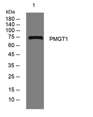 PMGT1 rabbit pAb
