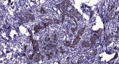 PLCγ1 (phospho-Ser1248) rabbit pAb