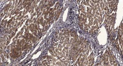 PKM2 (phospho-Tyr105) rabbit pAb