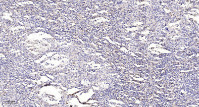 PKCδ (phospho-Ser359) rabbit pAb
