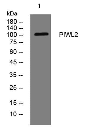 PIWL2 rabbit pAb