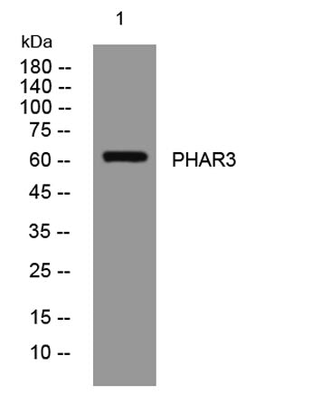 PHAR3 rabbit pAb