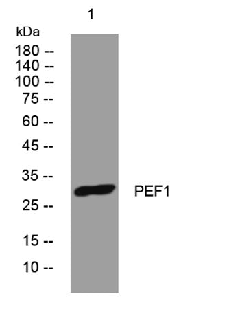 PEF1 rabbit pAb