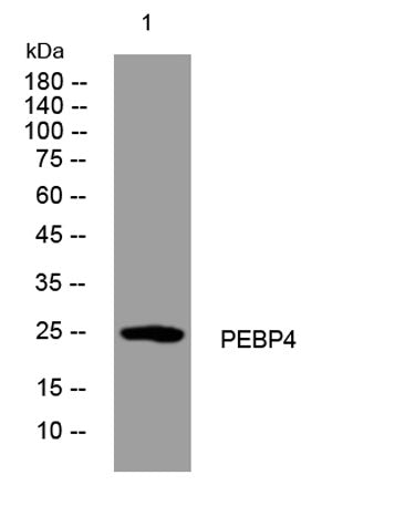 PEBP4 rabbit pAb