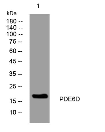 PDE6D rabbit pAb