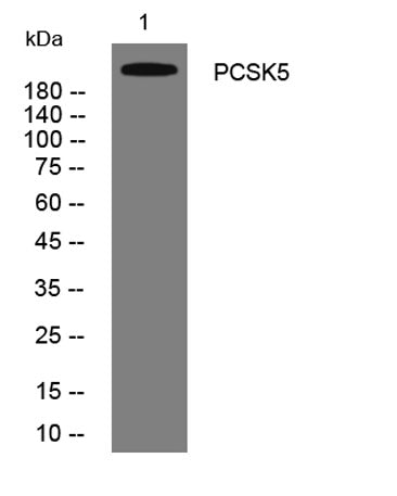 PCSK5 rabbit pAb