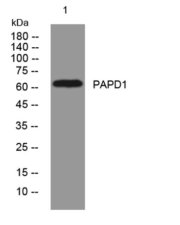 PAPD1 rabbit pAb