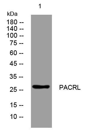 PACRL rabbit pAb