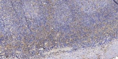 OCC1 rabbit pAb