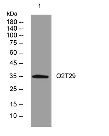 O2T29 rabbit pAb