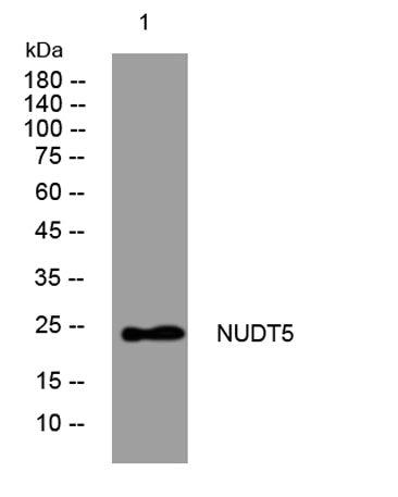 NUDT5 rabbit pAb