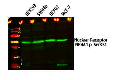 Nuclear Receptor NR4A1 (Phospho-Ser351) Rabbit pAb