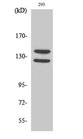 Flg (phospho Tyr154) rabbit pAb