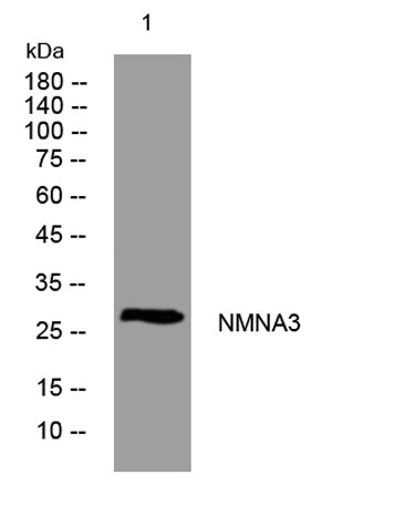 NMNA3 rabbit pAb