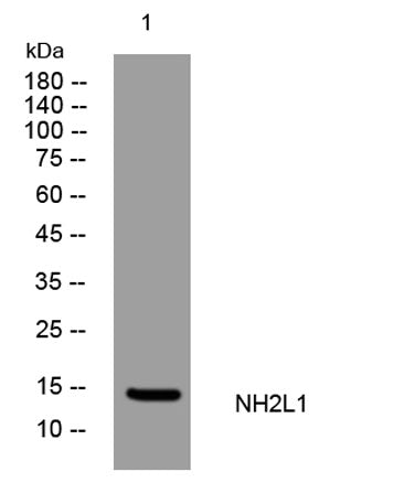 NH2L1 rabbit pAb