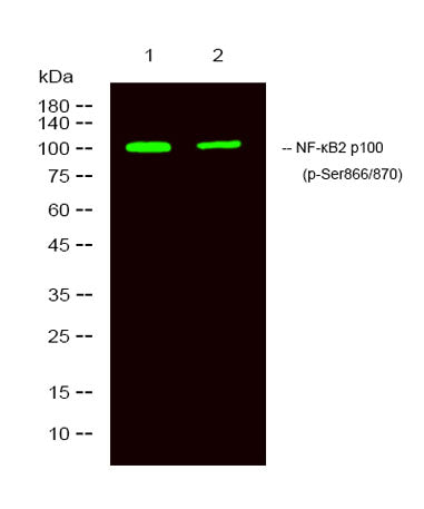 NF-κB2 p100 (phospho-Ser866/870) rabbit pAb