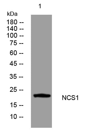 NCS1 rabbit pAb