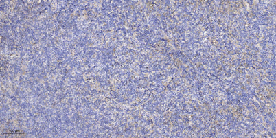 NC334 rabbit pAb