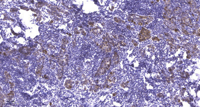 MYPT1 (phospho-Ser668) rabbit pAb