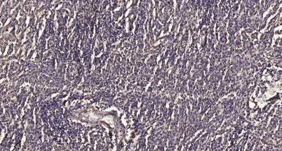 MYPT1 (phospho-Ser507) rabbit pAb