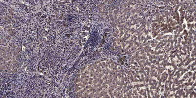 Myosin IIa (phospho-Ser628) rabbit pAb