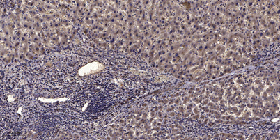 Myosin IIa (phospho-Ser1943) rabbit pAb