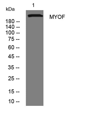 MYOF rabbit pAb