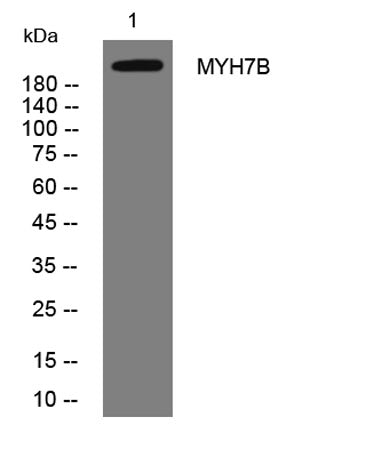 MYH7B rabbit pAb