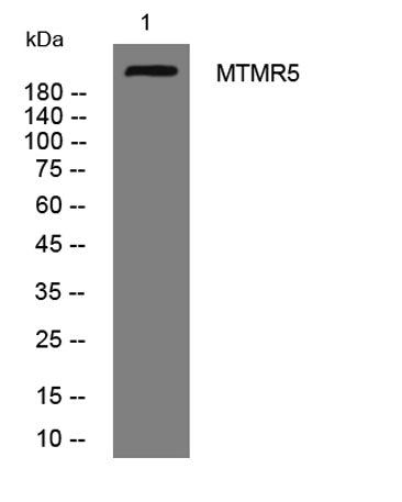 MTMR5 rabbit pAb