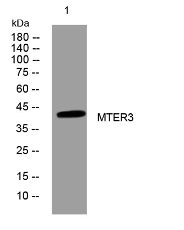 MTER3 rabbit pAb