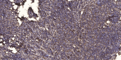 MT-ATP8 Rabbit pAb