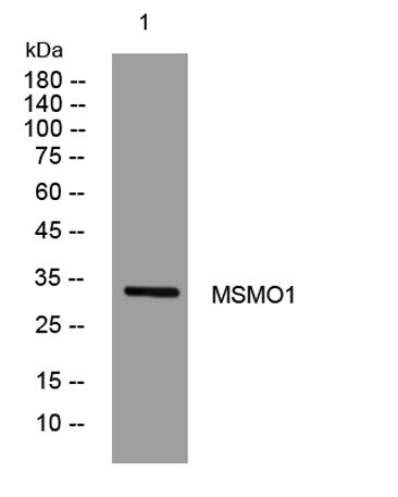 MSMO1 rabbit pAb