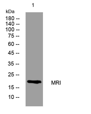 MRI rabbit pAb
