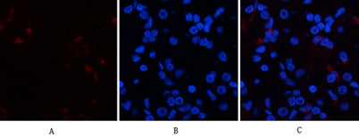 p38 (phospho Tyr323) rabbit pAb