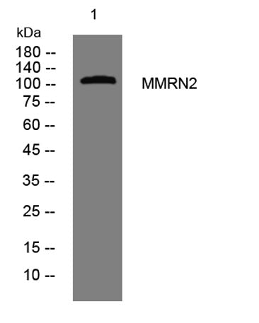 MMRN2 rabbit pAb