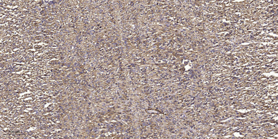 MLKL (phospho Ser358) rabbit pAb